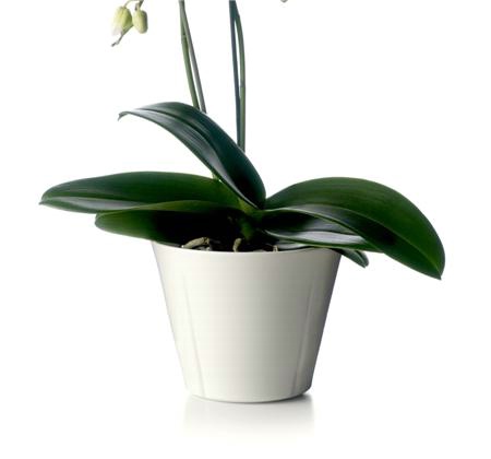 Rosendahl doniczka Grand Cru 13 cm