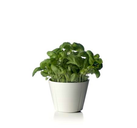 Grand Cru Flowerpot/Herbal pot 10 cm Bone China 